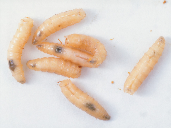 100 Blue Bottle Fly Larvae Products