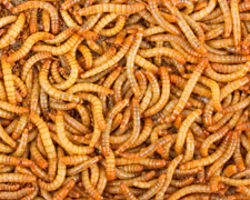 250 Mealworms Products