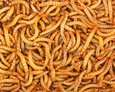 500 Mealworms Products