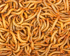 1000 Mealworms Products