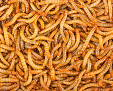 500 Large Mealworms Products