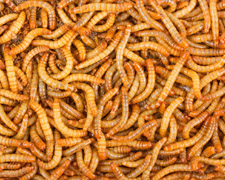 1000 Large Mealworms Products