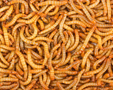 5000 Large Mealworms Products