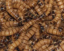 250 Superworms Products