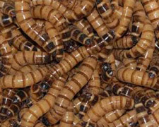 500 Superworms Products