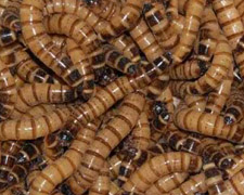 1000 Superworms Products