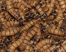 2000 Superworms Products