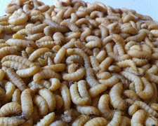 50 Wax worms Products