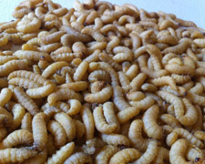 250 Wax worms Products