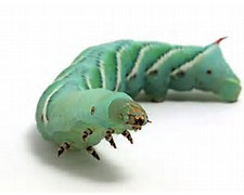 12 Hornworms Products