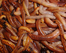 12 Nightcrawlers Products