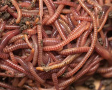 24 Red Wigglers Products