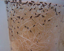 300 Fruit Flies Products