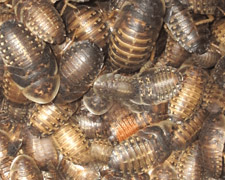 500 Small Dubia Roaches Products