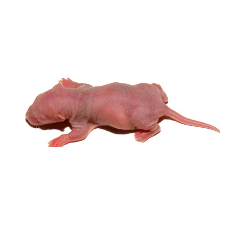 25 Pinky Frozen Rats Products