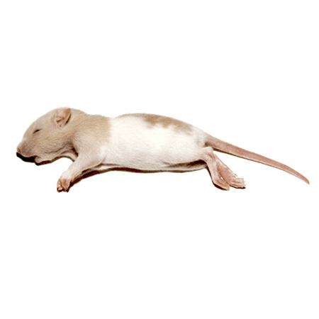 100 Pups Frozen Rats Products