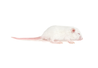 50 Hopper Mice Products
