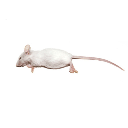 50 Large Mice Products