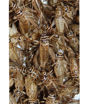 Crickets - image