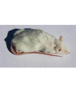 Frozen Rats - image